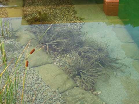 Biotope & Schwimmteiche 9