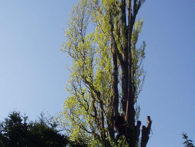 Gartenpflege 6
