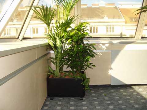 Hydrokulturen 2